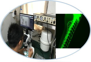 生物技术推广服务 前景广阔、待遇优厚的“笋工”新选择